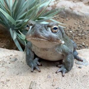 Meet your Posher, Maddie